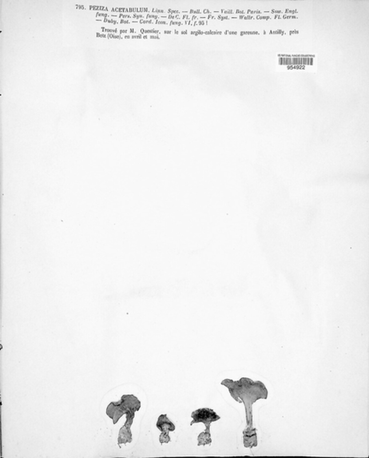 Helvella acetabulum image
